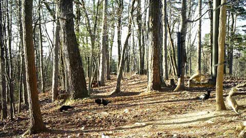 The Woods - 02/20/2021