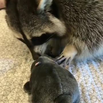 rabbit toy fight with raccoon