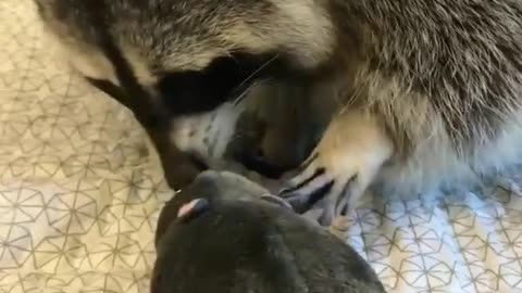 rabbit toy fight with raccoon