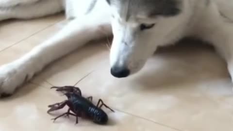 Two dogs vs. crawfish, guess who will win