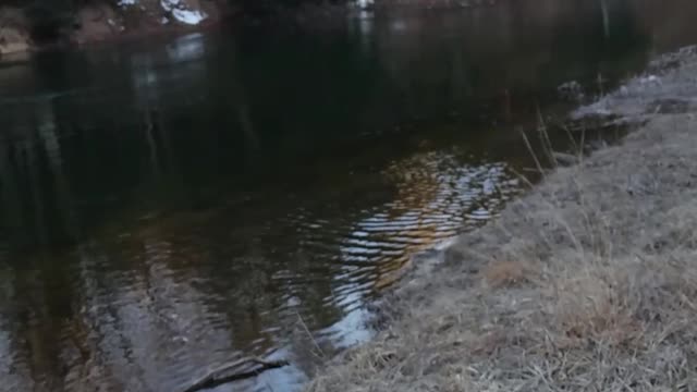 Deer Struggles to Climb a Cliff