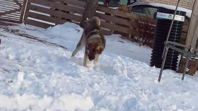 Dog loves playing by himself