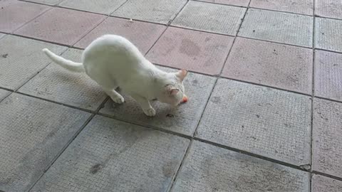 The cute white cat did not like the food and is looking for a mouse.