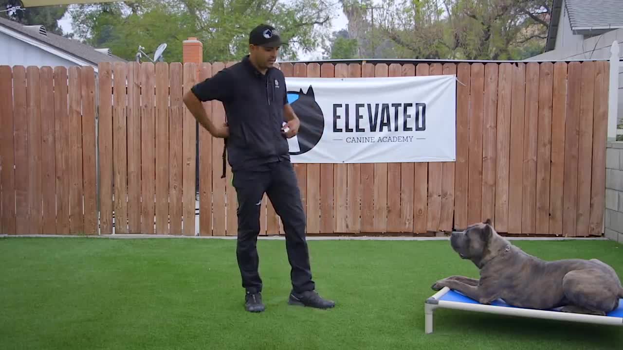 DOG TRAINING FUNDAMENTALS!