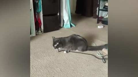 cat being funny 70