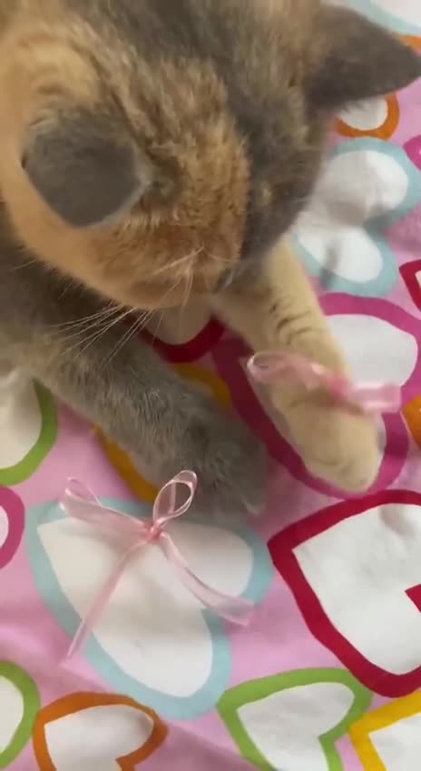 The Chimera Cat: Its Own Non-Identical Twin