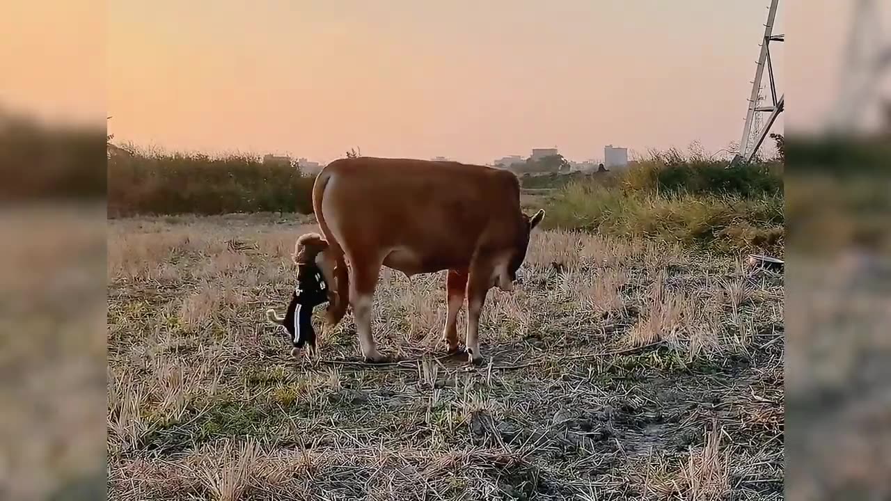 Funny Dogs And Cats Videos 2024