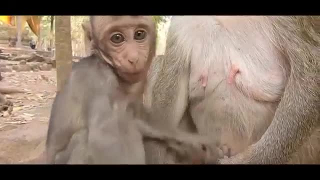 baby monkey breastfeeding