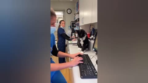 Cat fun