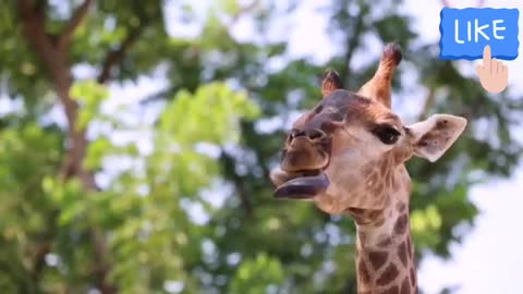 Majestic giraffes casually stroll down the path