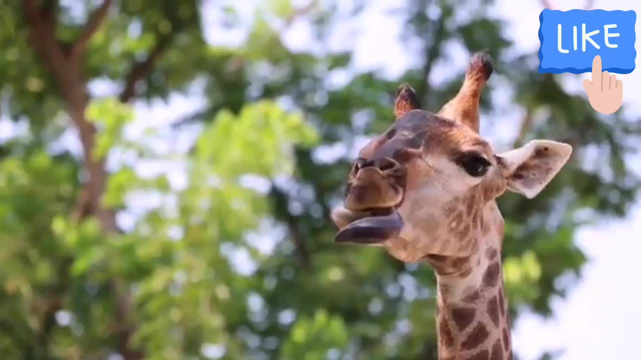 Majestic giraffes casually stroll down the path