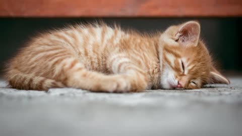 Cute cats and kittens image collections