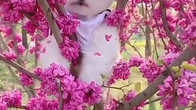 Quite dog video funny dog videos viral dog video