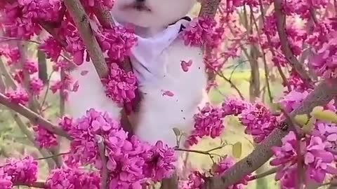 Quite dog video funny dog videos viral dog video
