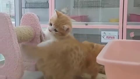 Two kittens playing in funny way