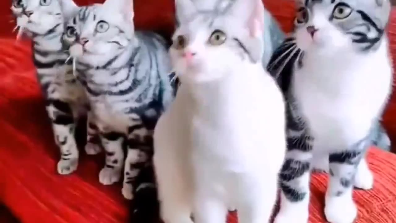 Cute Dancing Cat 😻😻