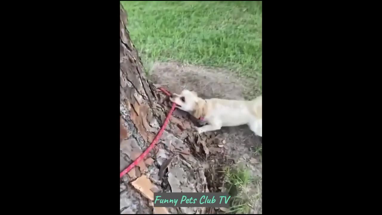 Funny Animal Videos Funniest Cats and Dogs Videos 2024