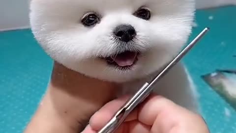 Cute Dog Hair Cutting 😍