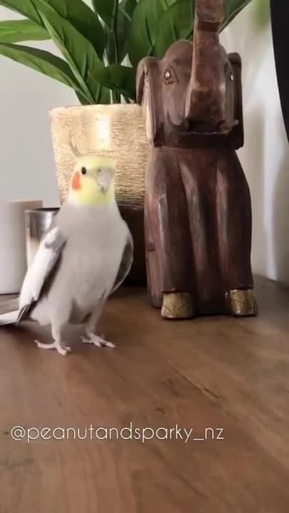 Epic Birb Movie