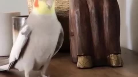 Epic Birb Movie