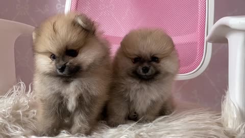 Close Up Shot of Cute Puppies