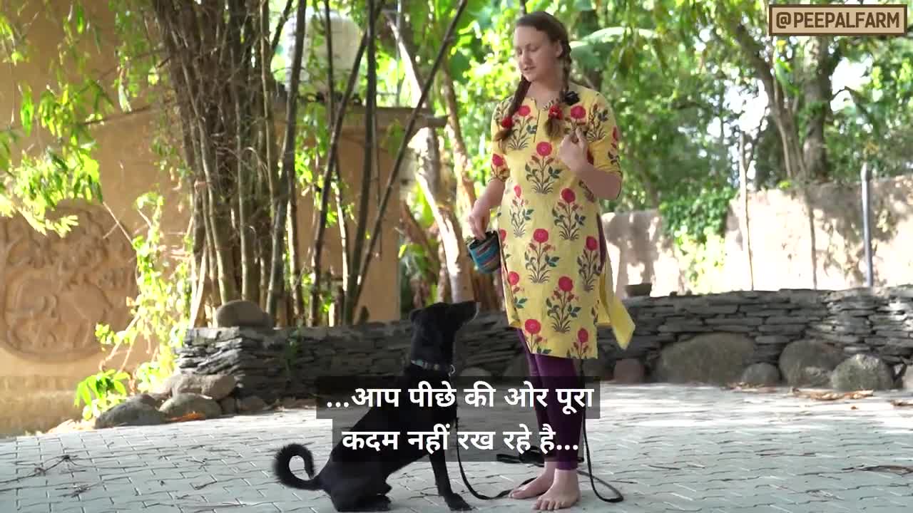 Teach your dog " stay" । Training dog ।_teach _your_dog_stay.mp 4