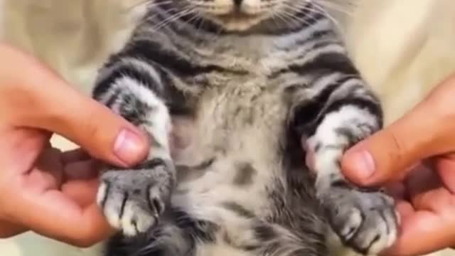 Funny Cat Break Dance Popping 😳