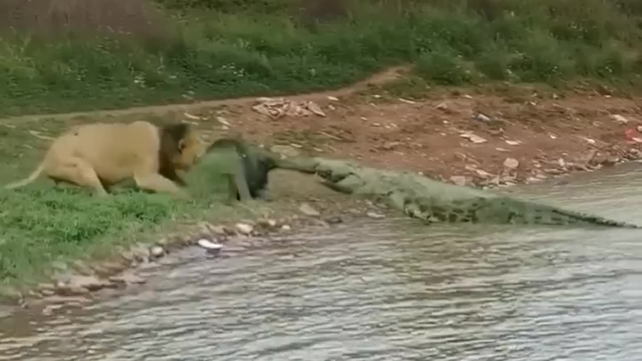 Lion vs crocodile (wow amazing)