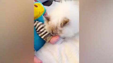 Baby VS Cat funny video_ part-16_(720HD).mp4