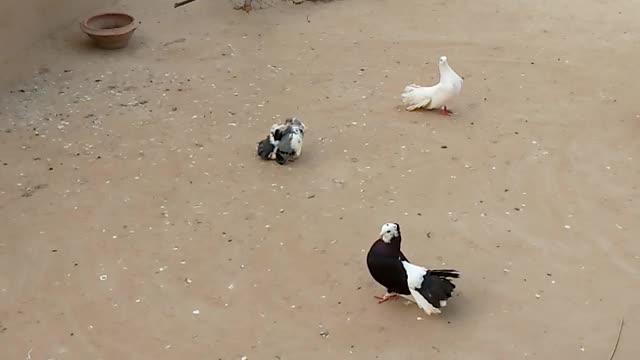 Many pigions are feed