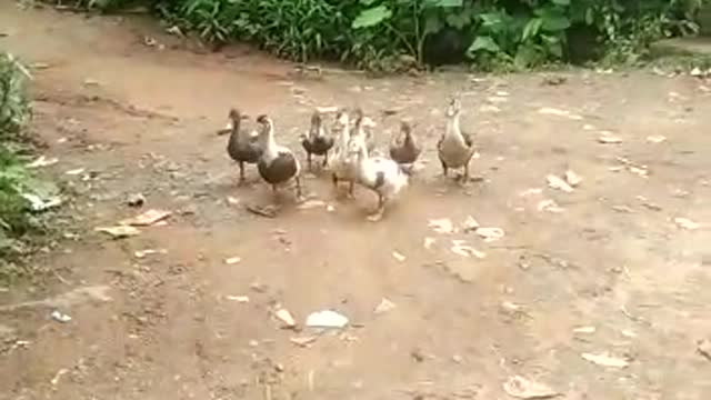 Team of Ducks || Short Video