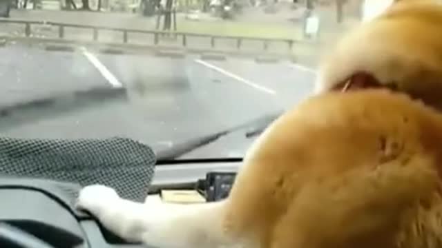 Animals never fail to make us laugh Super funny animal compilation, 🐶Confuse Behavior #14