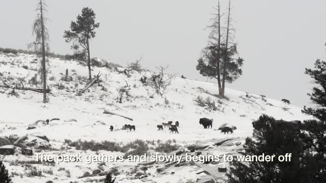 Butefull animals