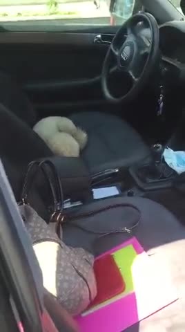 Caniche se niega a bajar del auto, evadiendo graciosamente a su dueña