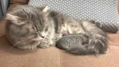 Mother cat Joanna carries her kittens to a new place and nurses them