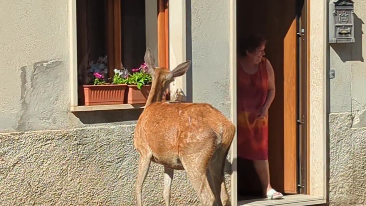 Rude Deer Eats Woman's Flowers