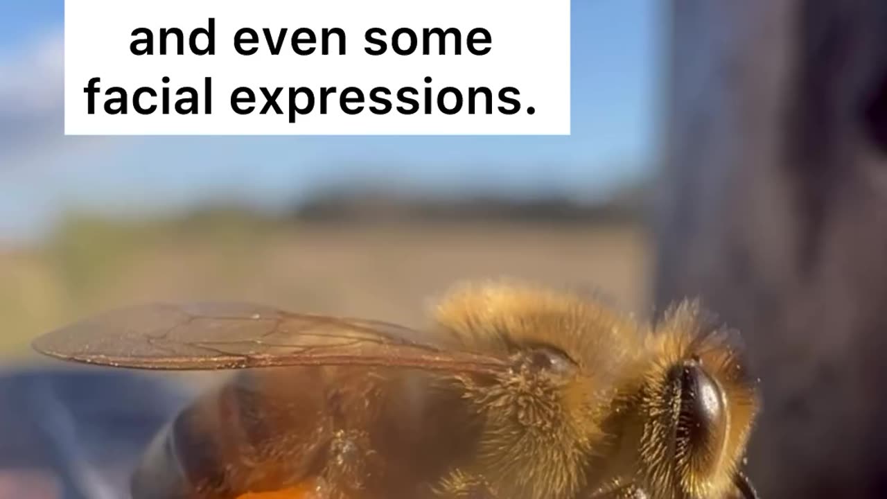 HONEYBEES POSSESS AN INCREDIBLE MEMORIZATION SKILL