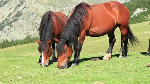 Two horses feeding on grass on a hill