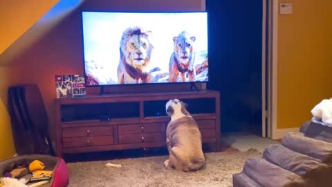 Bulldog has incredible reaction to emotional scene from 'The Lion King'