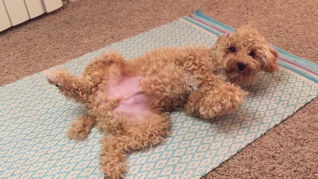 Crazy alien poodle