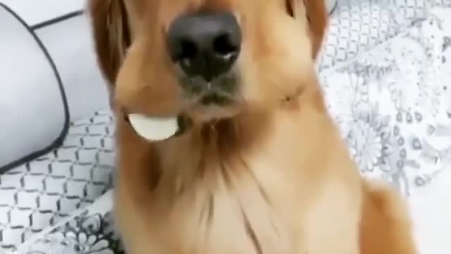 Dog funny video dog cute video