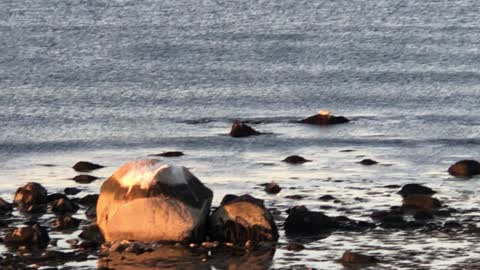 Seals on rocks