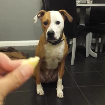 Codicioso gato le roba comida al perro