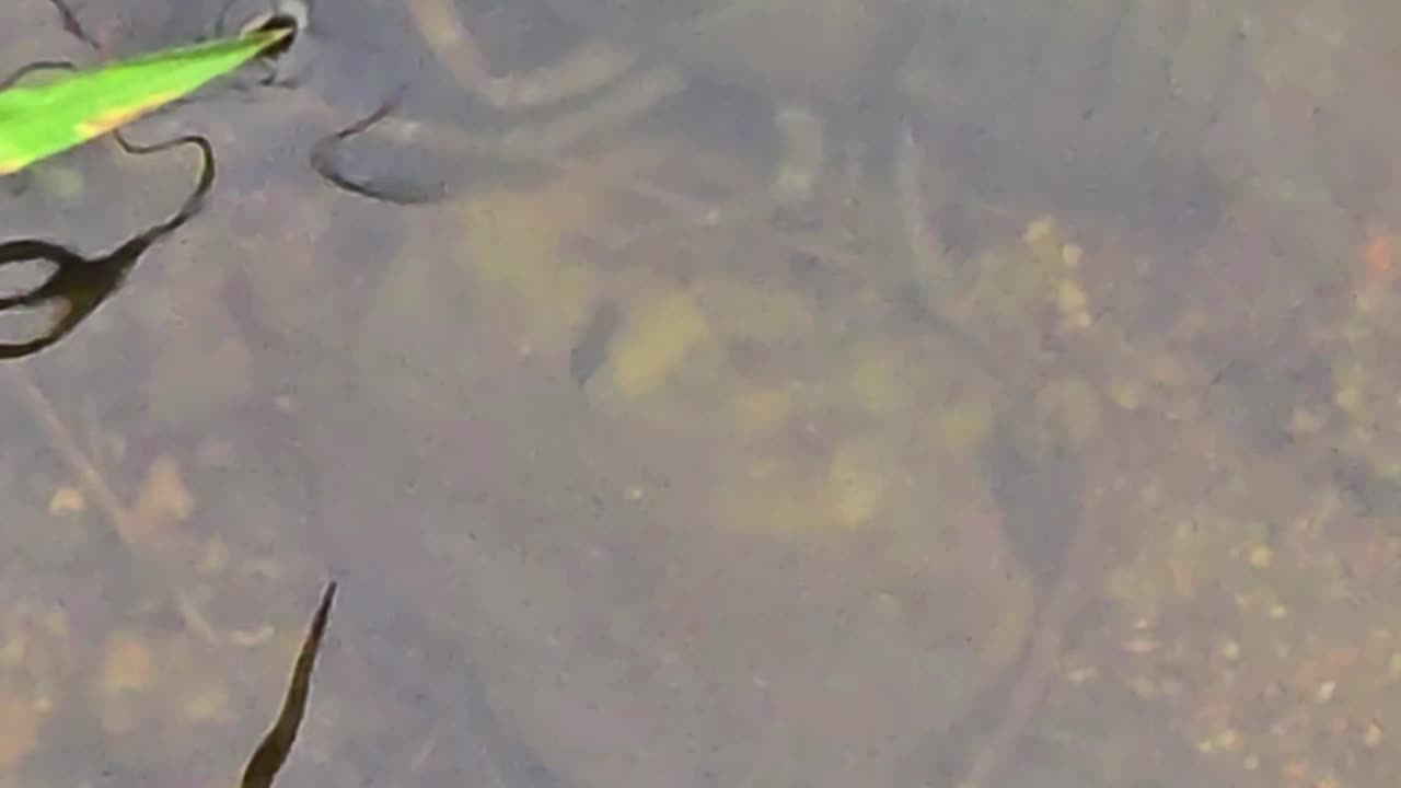 Crayfish in the water / beautiful crayfish in the river.