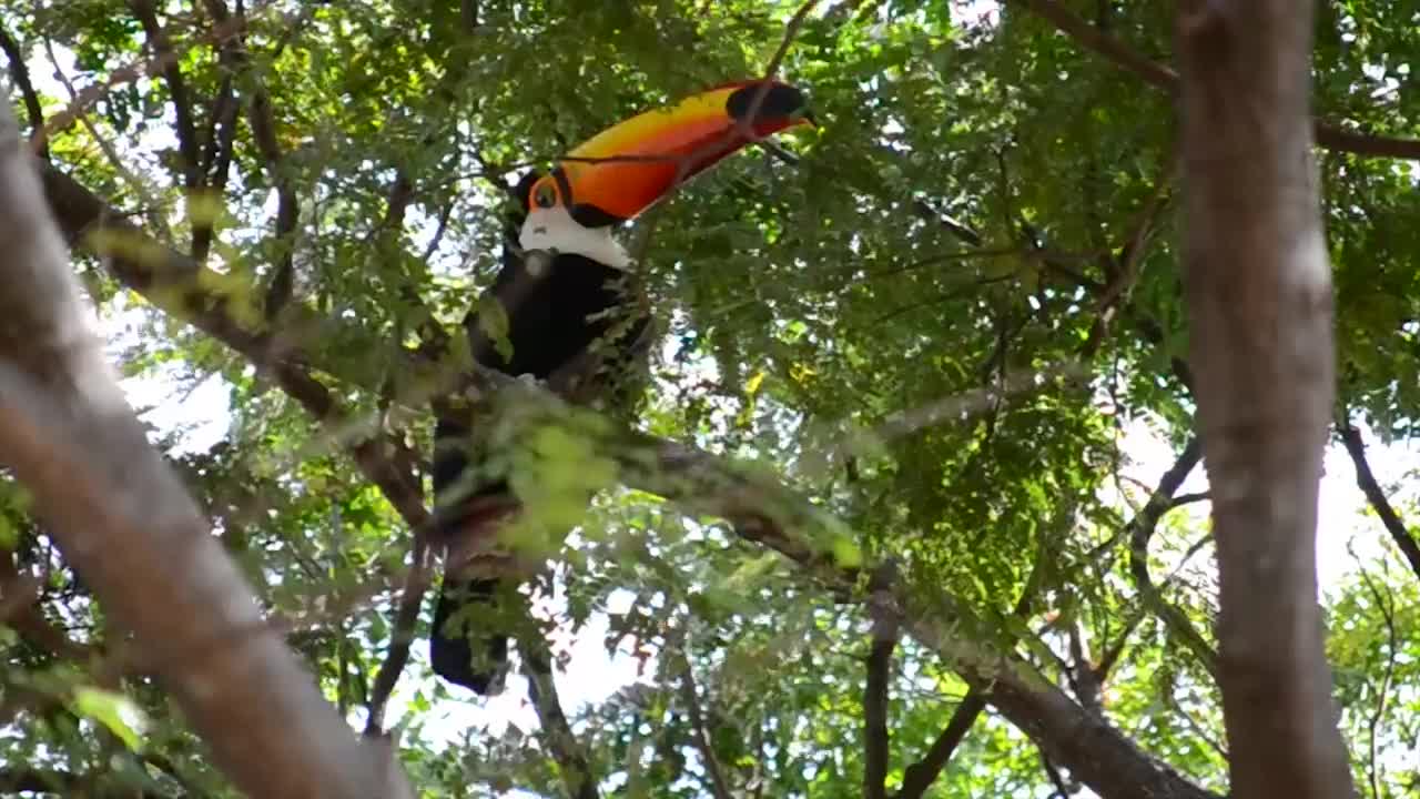 Tucano Bird on the Tree
