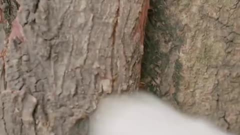 Samrt dog funny video