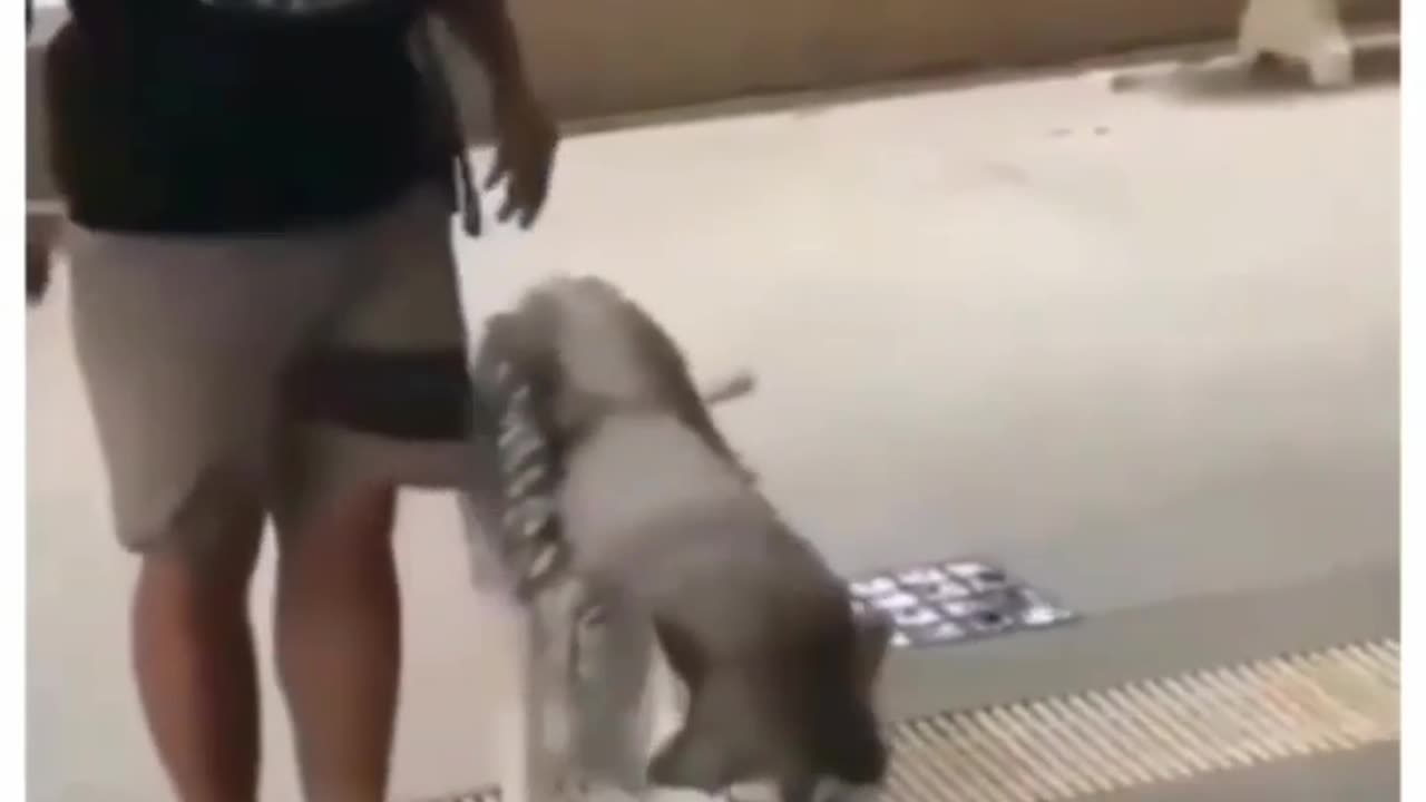 Funny Dog