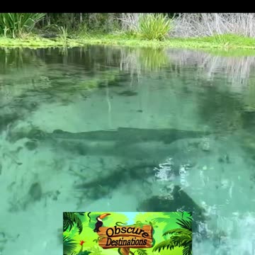 The Ichetucknee Head Spring