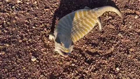 Centralian Blue Tongued Lizards expose their large blue tongues