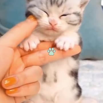 BEST 2021 cats and dogs ! So funny